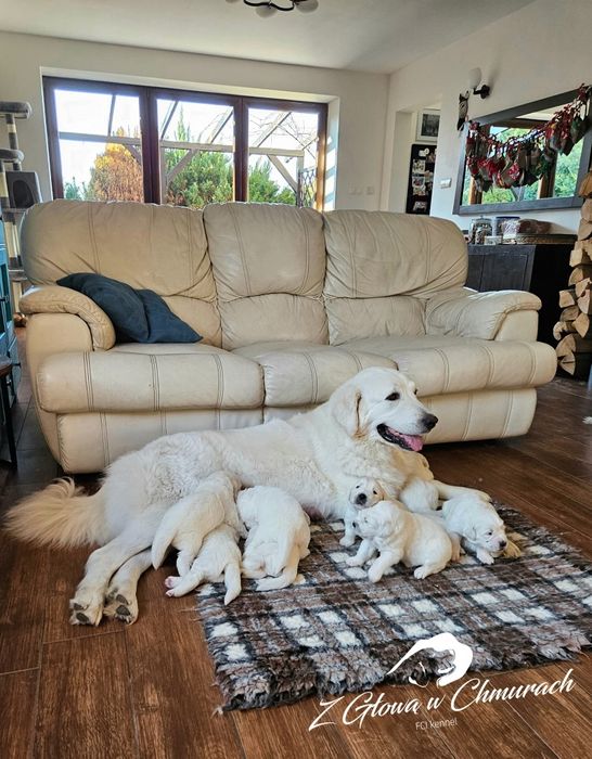 Owczarek podhalański SZCZENIAK  REZERWACJE  WIOSNA 2026