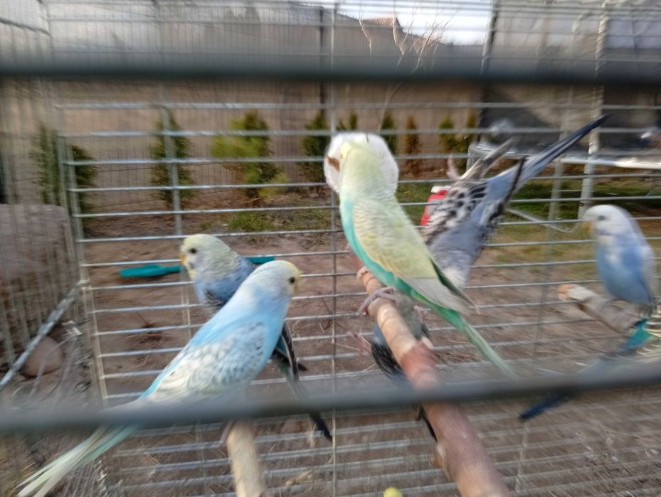 Papugi faliste mlode