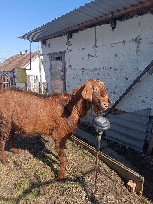 Нубійський цап шукає нову родину