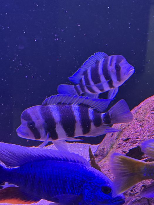 Vendo Ciclidios Africanos