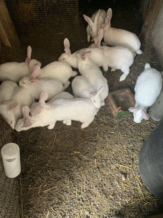 Кролики термонці