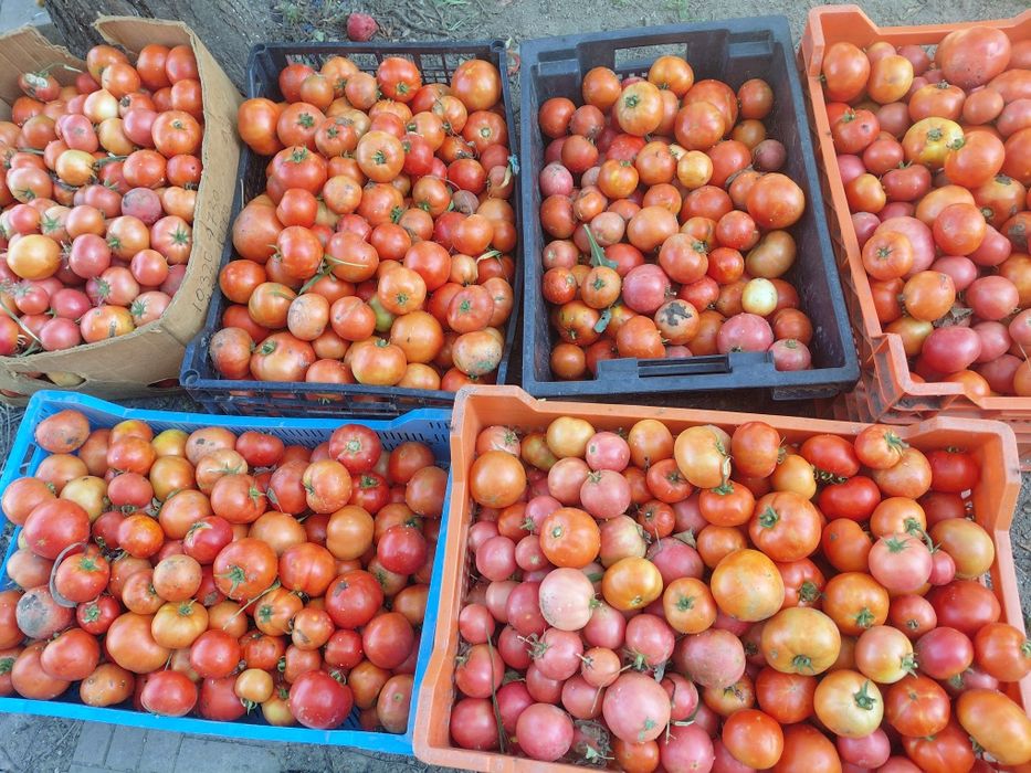 Продам домашні помідори 30грн