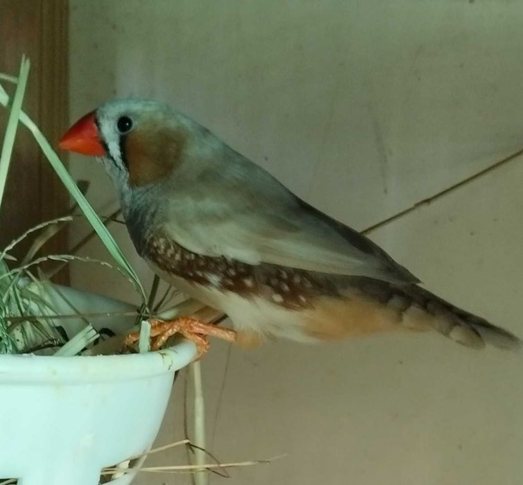 Diamantes mandarim desde 5€