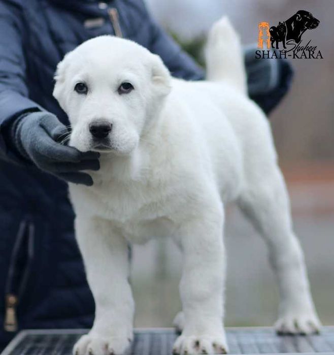Крупний білий кобель САВ