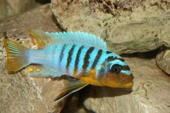 Fainzilberi Ikombe Macho