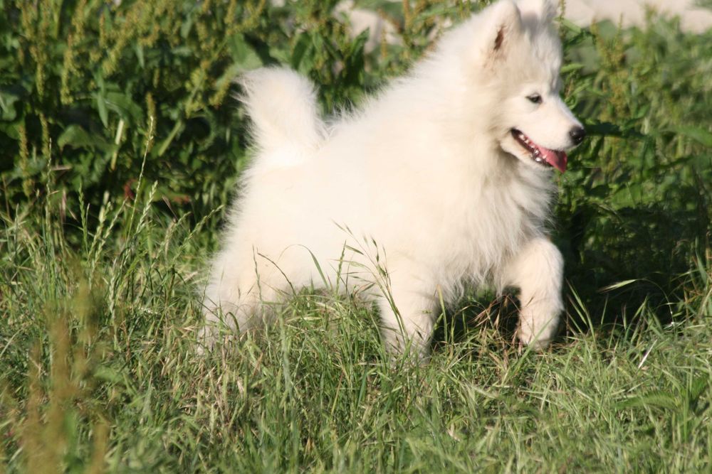 Samoyed piesek FAGO (szczeniak)