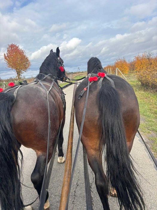 Para ciemno gniadych ślązaków