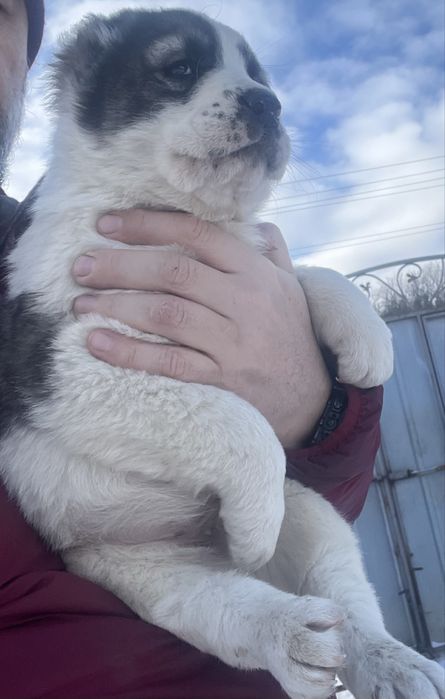 Середньо Азіатська Вівчарка САВ Алабай !