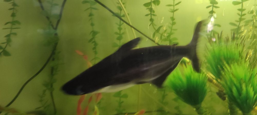 Vendo ou troco tubarão Pegasus com + 23cms