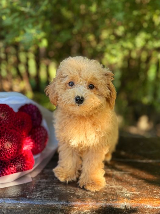 Хлопчик мальтіпу міні. ВСІ щеплення. Мальчик мальтипу мини, щенок