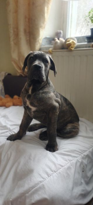 Кане карсо дівчинка 3,5 місяці