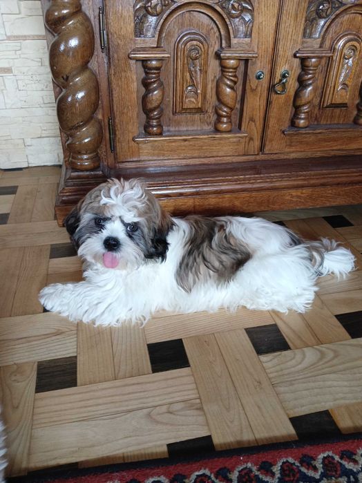 Piękna suczka  shih tzu