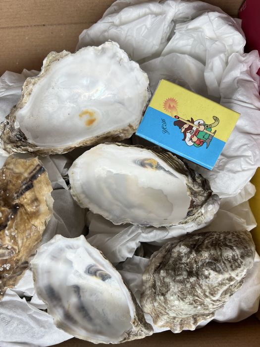 Мушлі устриць для свічок і декору