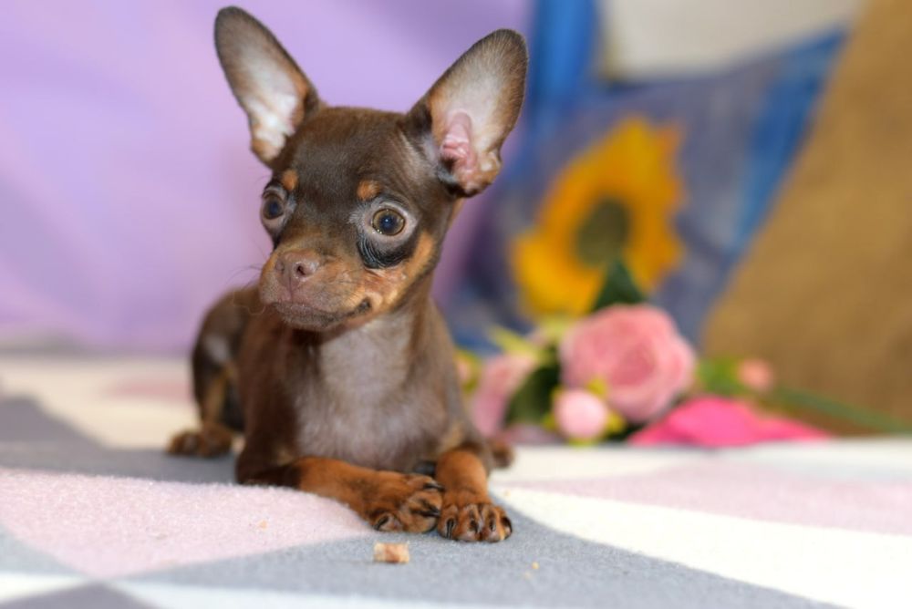 Шоколадная мечта