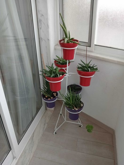Plantas naturais