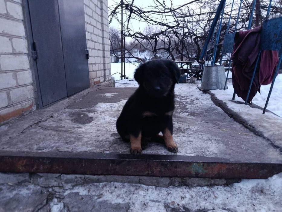 Щенки метисы овчарки БЕСПЛАТНО