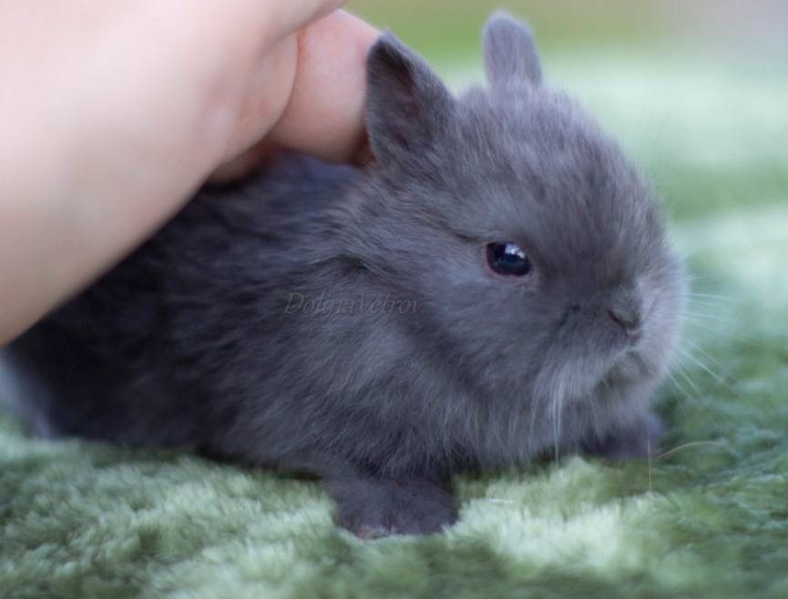 Нидерландский карликликовй кролик в невероятном окрасе голубой опал!