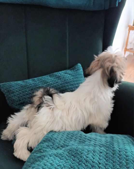 Shih tzu  piesek
