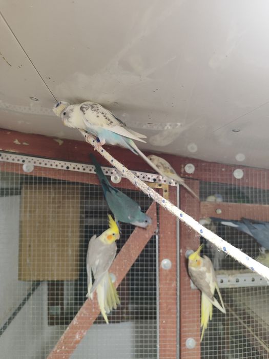 Papugi faliste  sprzedam