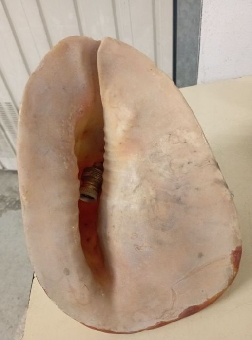 Búzio Grande Antigo Candeeiro