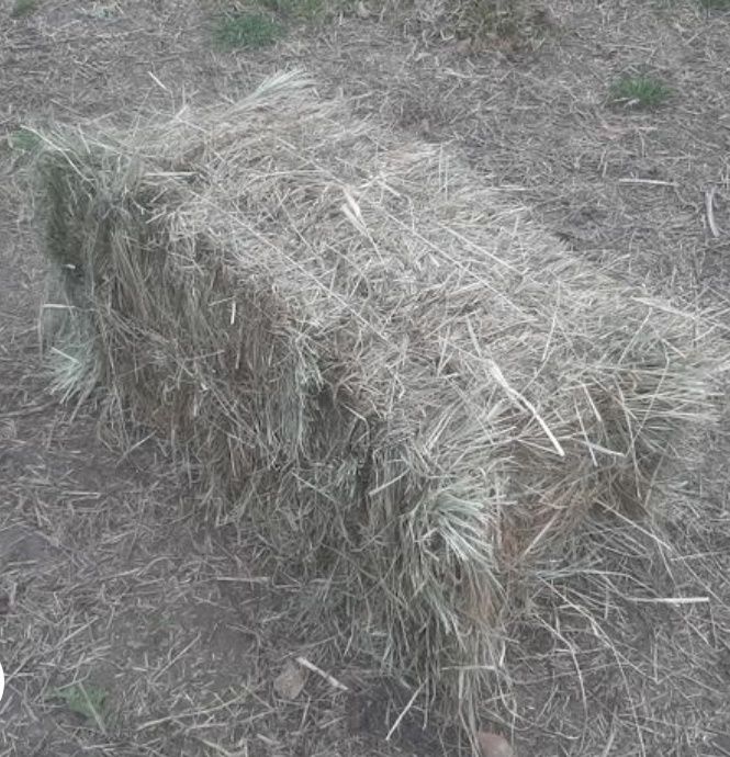 Продам свіже польове сіно