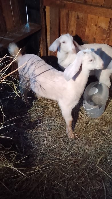 Козенята казочки та козлики