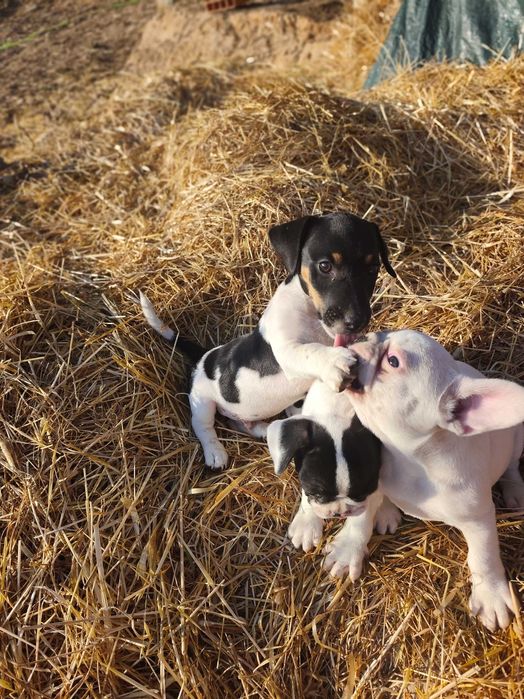 ..Jack Russell..Macho