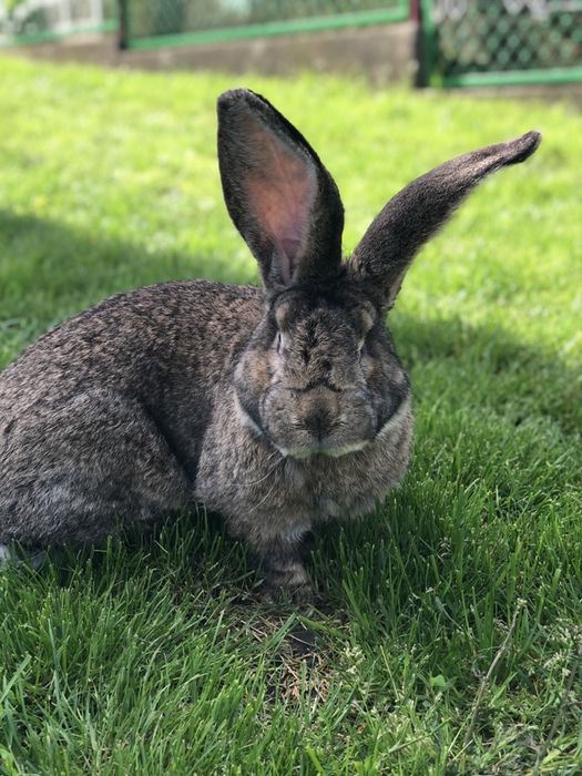 Кролики  самки,  самці та молодняк!