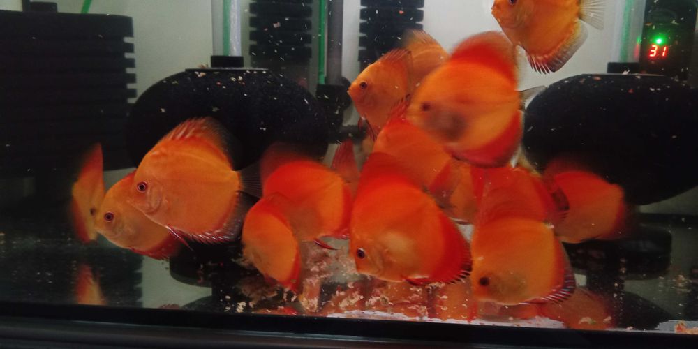 GB Dyskowce SOLID RED 7cm