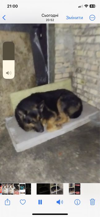 Безпритульний вівчарик в Бородянці