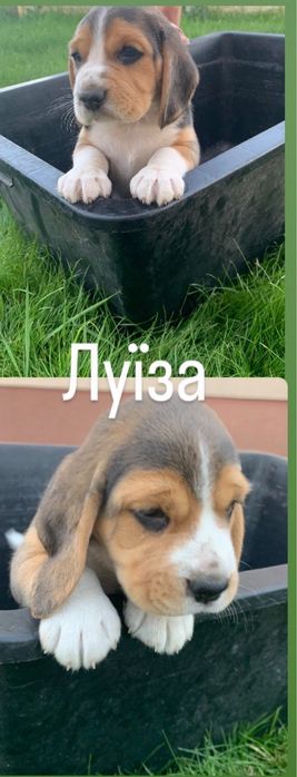 Продаю собаченят