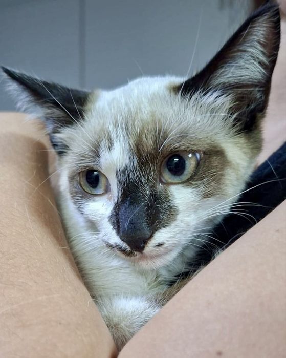 Gatinha bebé para adoção responsável