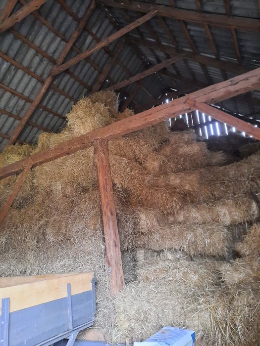 Siano w kostkach tegoroczne, owies