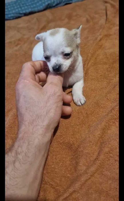 Chihuahua suczki pieski