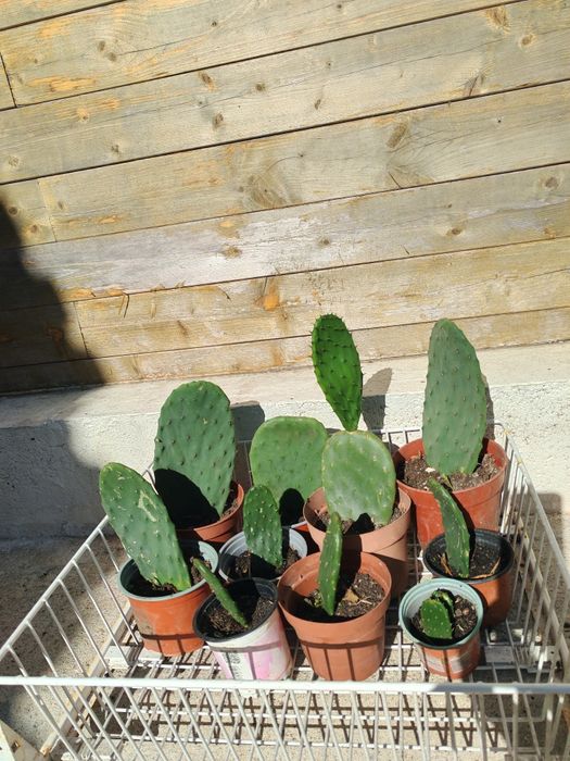 Cactus - Figueira da Índia