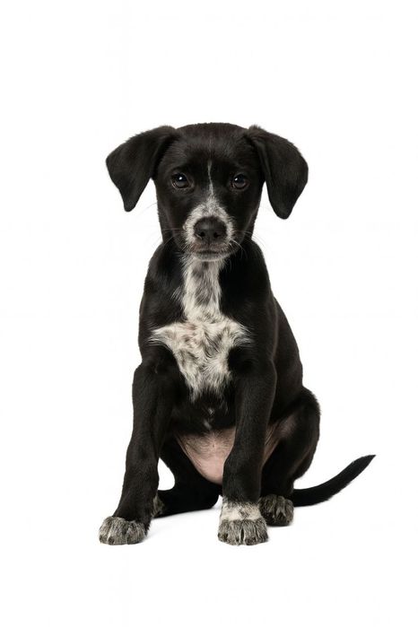 дівчинка безкоштовно