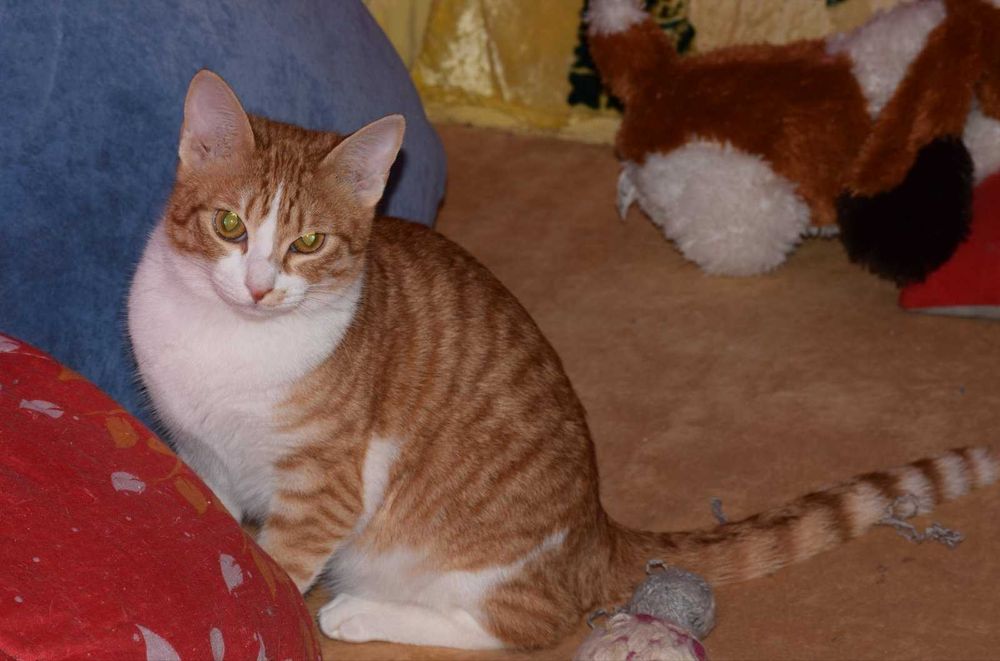 Рыжие котики в поиске любящей семьи!
