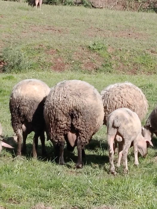 Vendo carneiro cruzado suffolk