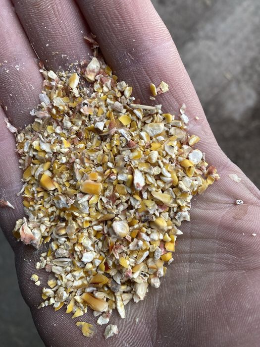 Продам кукурудзу на корм тваринам