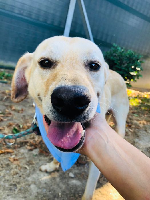 Loirinho - Cão jovem de porte medio/ grande