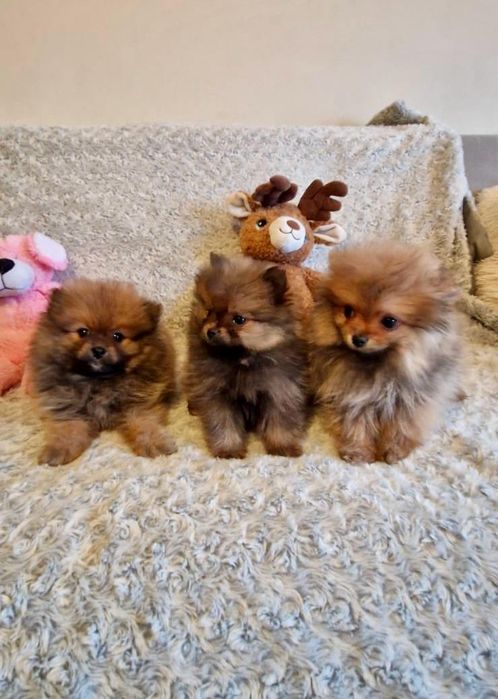 Szpic pomeranian chłopak rudy