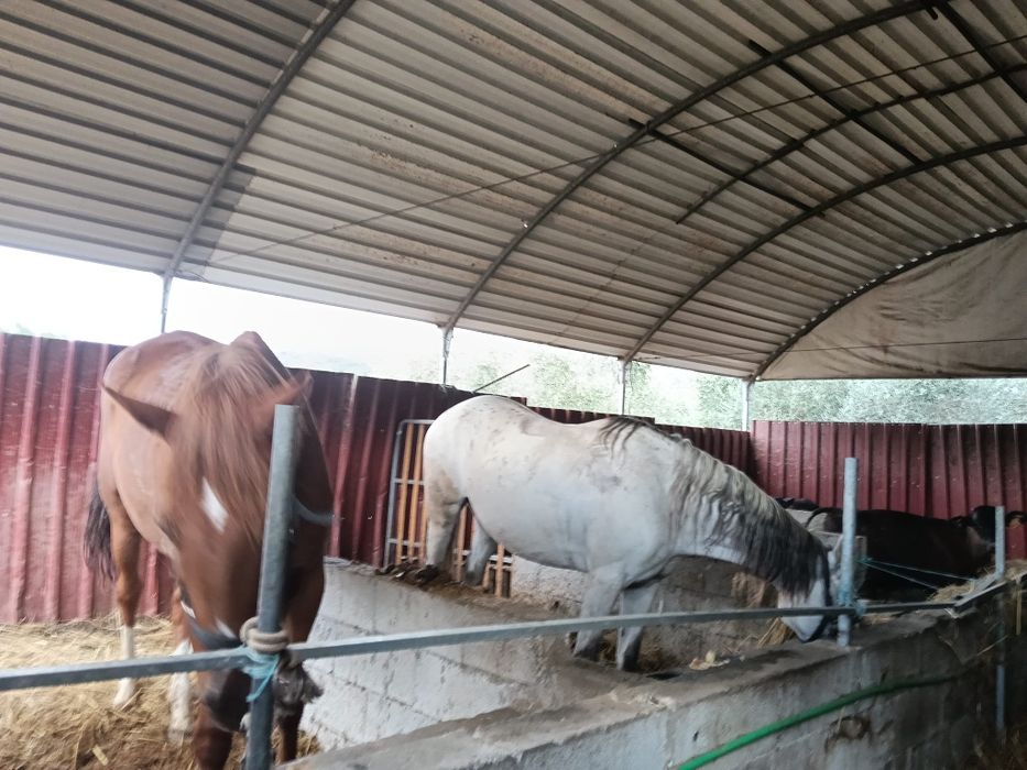 Venda de 2 cavalos 4000€
