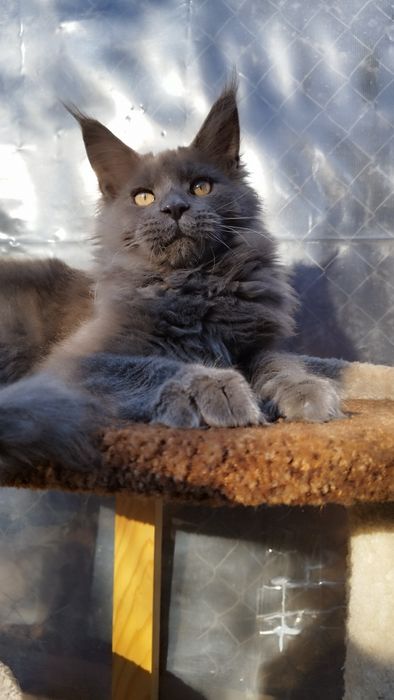 Maine coon Мейн-кун мальчик