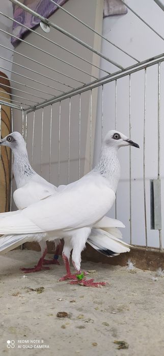 Srebrniak Srebrniaki Wyloty Samiec Samica