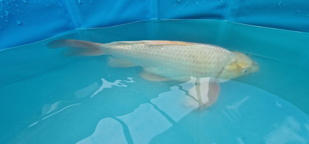 Carpa koi com 40cm