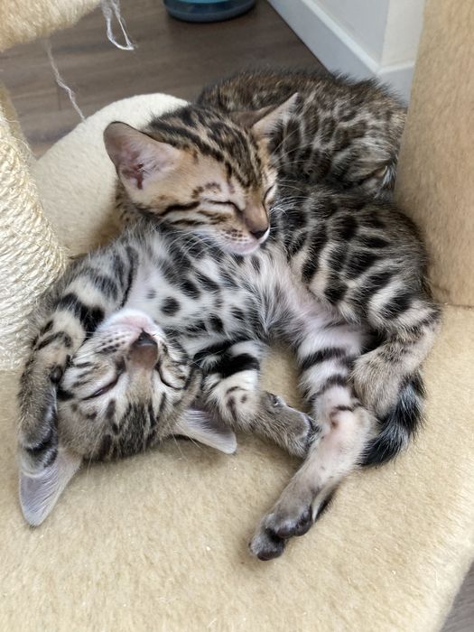 Чудові бенгальські кошенята