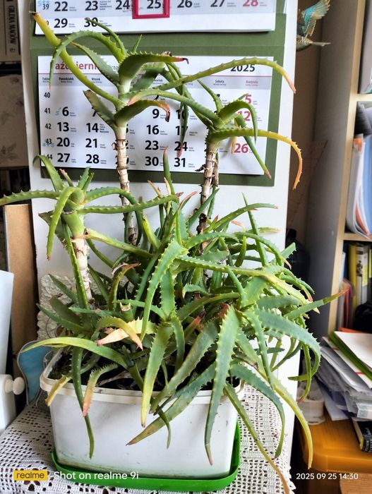 Rodzinka aloesów w jednej doniczce