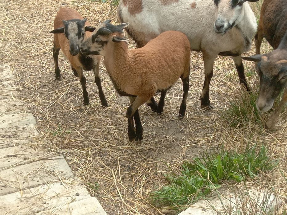 Baranki/owce kameruńskie/barbados