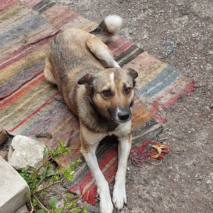 Собака Мая шукає нову родину