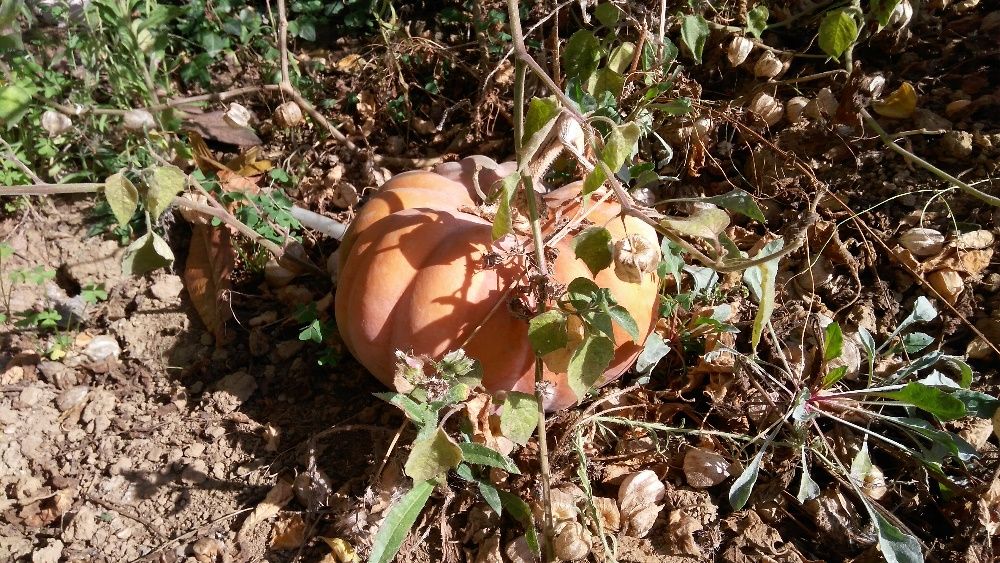 Fruta: marmelos, diospiros, peras, maçãs, pêra abacate, physalis, piri